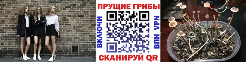 дарнет шоп  Тихвин  Галлюциногенные грибы прущие грибы 